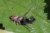 Evarcha sp.